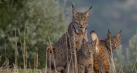 Cine Filmoteca: "WildMed, el último bosque mediterráneo"
