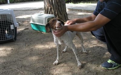 El gobierno de Rodríguez Osuna ya trabaja en una ordenanza de protección animal