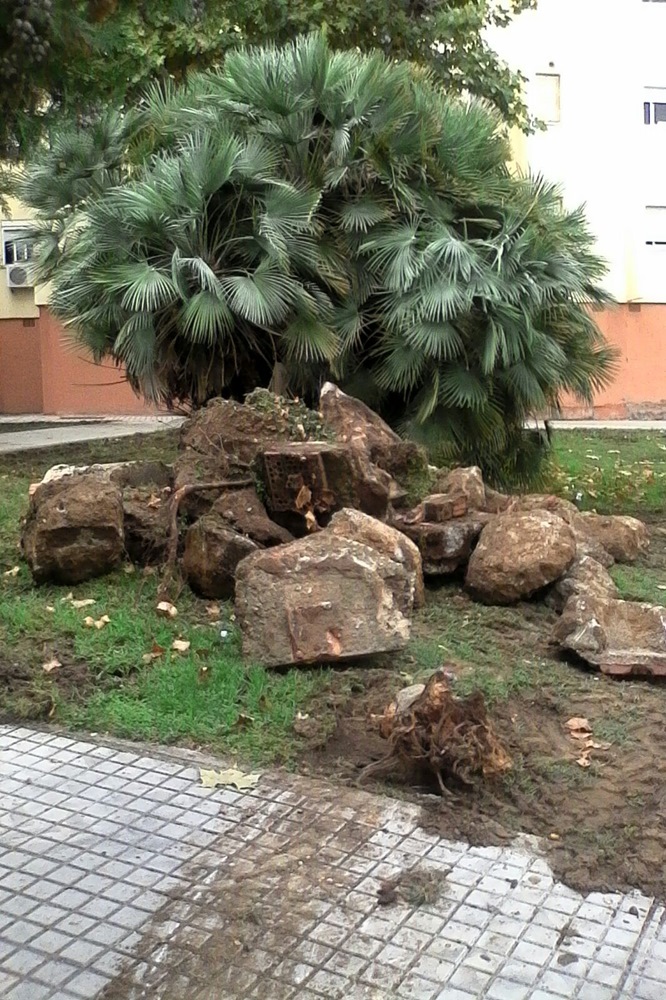 destoconado-arboles