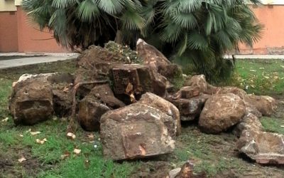 Parques y Jardines está realizando el destoconado de árboles en la zona Urban