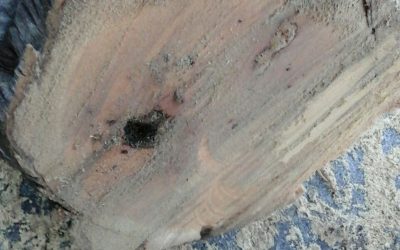La decisión de talar la palmera de la Plaza de España es la más lógica ante el riesgo de fractura en un lugar muy transitado