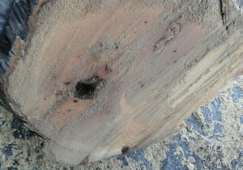 La decisión de talar la palmera de la Plaza de España es la más lógica ante el riesgo de fractura en un lugar muy transitado
