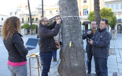 El Ayuntamiento y Cycitex acuerdan realizar un estudio de las palmeras de la Plaza de España
