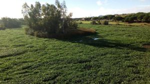 Imagen-camalote-Guadiana-paso-Merida_EDIIMA20151019_0927_18