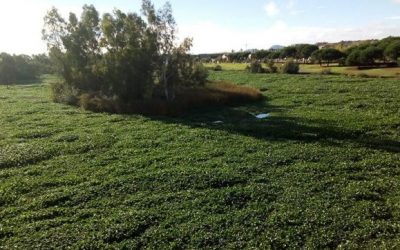 El ministerio de Agricultura no hará nuevas inversiones contra el camalote