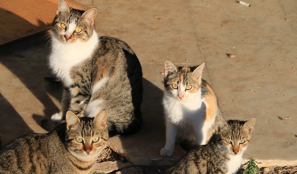 colonia-gatos