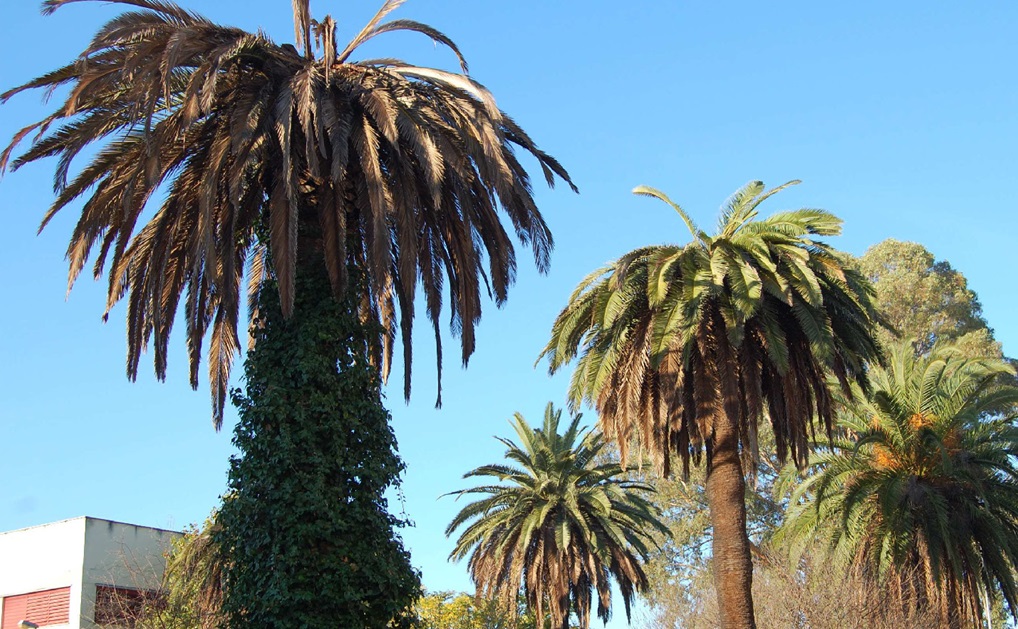 Comienza el cuarto tratamiento insecticida contra el picudo rojo en los jardines de la ciudad
