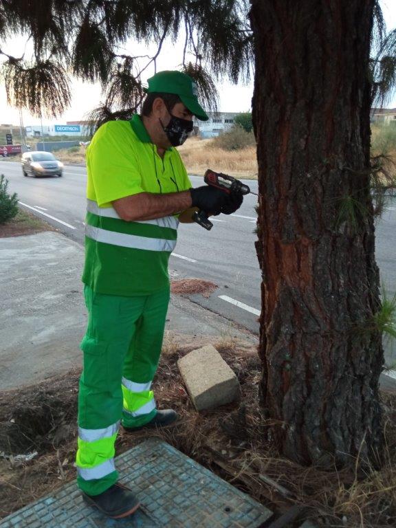 tratamiento-pinos