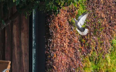 El Ayuntamiento continúa con la campaña de concienciación ciudadana para reducir la población de palomas