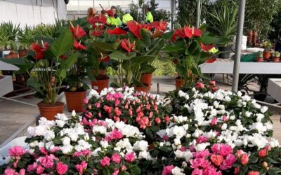 El Centro Especial de Empleo La Encina se prepara para engalanar la ciudad en los próximos eventos