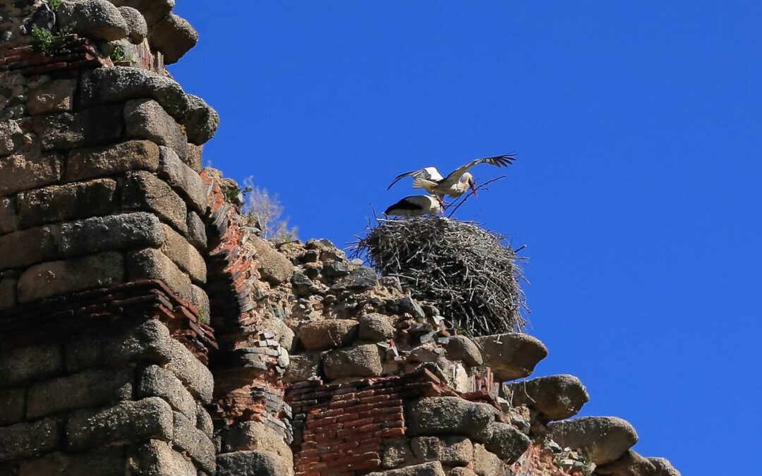 Continúa hasta la próxima semana el programa de actividades escolares del Mes de las Aves
