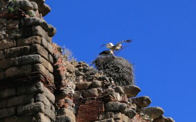 Continúa hasta la próxima semana el programa de actividades escolares del Mes de las Aves