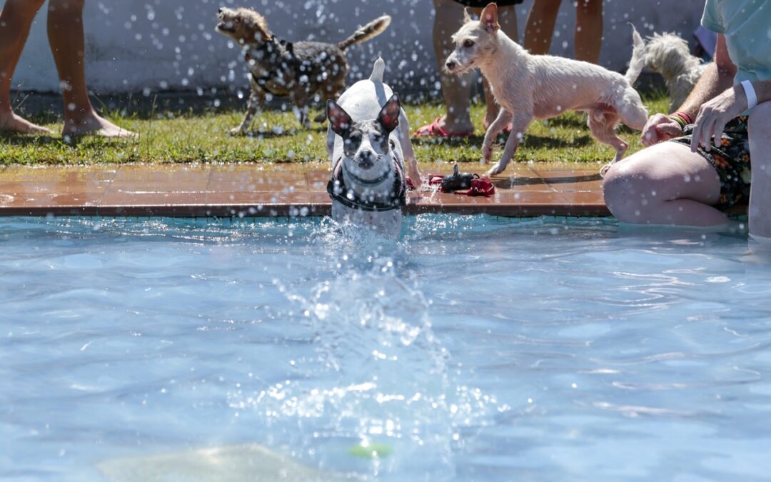 La Piscina del Complejo Polideportivo Diocles acoge este domingo la VI edición de “Patas al agua”