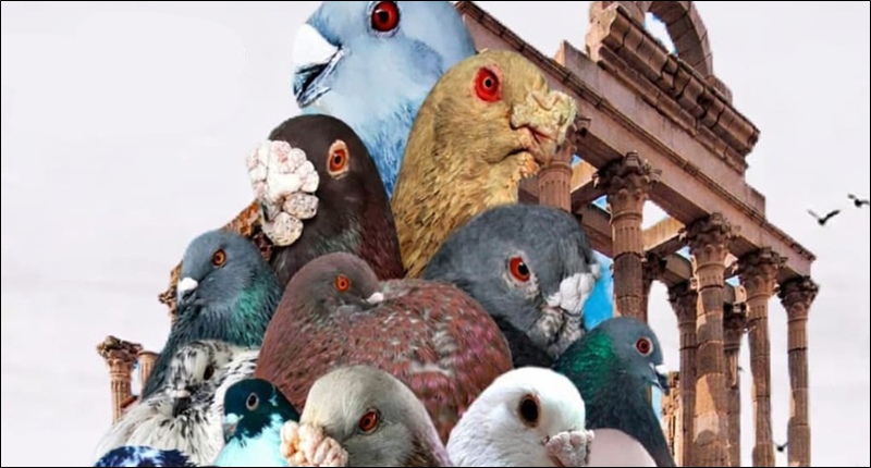 2026-concurso-palomas-raza-peq